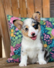 Photo №4. Je vais vendre welsh corgi en ville de Arthur. éleveur - prix - négocié