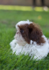 Photo №1. shih tzu - à vendre en ville de Arizona | 379€ | Annonce №114988