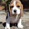 Photo №3. chiots beagle regardant. Allemagne