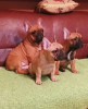 Photos supplémentaires: Chiots bouledogue français