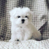 Photo №1. bichon maltais - à vendre en ville de Zürich | négocié | Annonce №80427