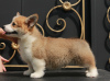 Photos supplémentaires: chiots Welsh Corgi Pembroke de Champion