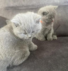 Photo №1. british shorthair - à vendre en ville de Дрезден | 350€ | Annonce № 108585