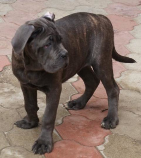 Photos supplémentaires: Chiots Cane Corso à vendre