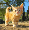 Photo №3. De mignons et adorables chatons Maine coon en bonne santé sont maintenant. Suisse