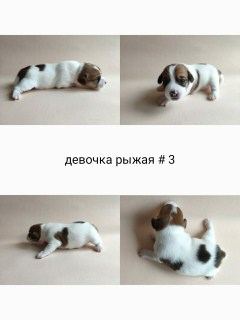 Photo №3. Chiots Jack Russell Terrier (filles). Fédération de Russie
