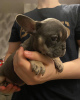 Photo №3. Chiots bouledogue français. ils ont 12 semaines,. Allemagne