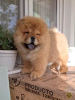 Photo №1. chow-chow - à vendre en ville de Zrenjanin | négocié | Annonce №102156