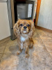 Photo №1. cavalier king charles spaniel - à vendre en ville de Varna | 400€ | Annonce №114313