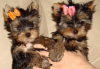 Photo №1. yorkshire terrier - à vendre en ville de Berlin | 350€ | Annonce №116804