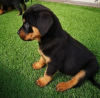 Photo №1. rottweiler - à vendre en ville de Zagreb | négocié | Annonce №116697