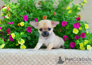 Photos supplémentaires: Fille de Chihuahua