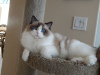 Photo №1. ragdoll - à vendre en ville de Berlin | 150€ | Annonce № 97597