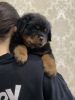 Photo №2 de l'annonce № 36623 de la vente rottweiler - acheter à Fédération de Russie éleveur