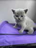 Photo №2 de l'annonce № 103619 de la vente british shorthair - acheter à Australie annonce privée