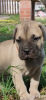 Photos supplémentaires: Chiots Bullmastiff