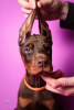 Photos supplémentaires: Chiots Doberman à vendre