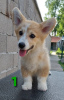 Photo №2 de l'annonce № 54553 de la vente welsh corgi - acheter à Serbie éleveur