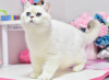 Photo №4. Je vais vendre british shorthair en ville de Dnipro. de la fourrière, éleveur - prix - 615€