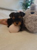 Photo №1. yorkshire terrier - à vendre en ville de Wrocław | 2000€ | Annonce №111862