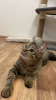 Photos supplémentaires: Le chat sympathique et sociable Jemmik veut devenir un animal de compagnie !