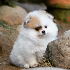 Photos supplémentaires: Saint-Pétersbourg. Kennel RKF Zolotko Moy propose des chiots de race Spitz