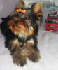 Photo №1. yorkshire terrier - à vendre en ville de Dnipro | 465€ | Annonce №13740