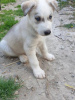 Photo №1. husky de sibérie - à vendre en ville de Phoenix | 663€ | Annonce №108826