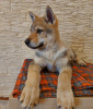 Photo №2 de l'annonce № 37343 de la vente chien-loup tchécoslovaque - acheter à Biélorussie de la fourrière, éleveur