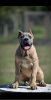 Photos supplémentaires: Chiots Cane Corso