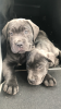 Photo №1. cane corso - à vendre en ville de Флорида Сити | 568€ | Annonce №103373