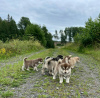 Photo №1. malamute de l'alaska - à vendre en ville de Delmenhorst | 230€ | Annonce №123162