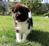 Photo №3. Chiots Akita à adopter gratuitement à la recherche d'un nouveau foyer. Nouvelle zélande