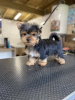 Photo №1. yorkshire terrier - à vendre en ville de Bonn | 265€ | Annonce №119349