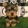 Photo №2 de l'annonce № 111383 de la vente yorkshire terrier - acheter à USA annonce privée