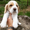 Photo №4. Je vais vendre beagle en ville de Munich. annonce privée - prix - 360€