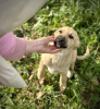 Photos supplémentaires: De merveilleux chiots entre de bonnes mains.