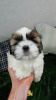 Photo №3. Chiots Shih Tzu de race pure.. La Lettonie