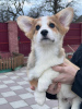 Photo №3. chiot corgi gallois pembroke. Allemagne