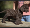 Photos supplémentaires: Chiots Lagotto Romagnolo