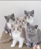 Photo №1. british shorthair - à vendre en ville de Berlin | 300€ | Annonce № 101687