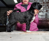 Photo №2 de l'annonce № 92837 de la vente terrier tibétain - acheter à Biélorussie de la fourrière