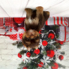 Photo №1. yorkshire terrier - à vendre en ville de Saint-Pétersbourg | 674€ | Annonce №8353