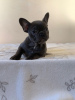 Photo №4. Je vais vendre bouledogue en ville de Дортмунд. annonce privée, éleveur - prix - 400€