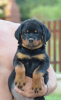 Photos supplémentaires: rottweiler