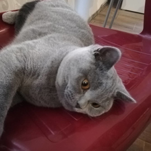 Photo №4. Je vais vendre british shorthair en ville de Gomel. de la fourrière - prix - 155€