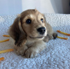 Photo №3. Adorables chiots teckel disponibles - Prêts pour leur foyer éternel !. Espagne