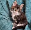 Photo №1. maine coon - à vendre en ville de Niederbipp | 400€ | Annonce № 116875