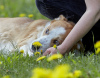 Photos supplémentaires: Chiot mignon entre de bonnes mains.