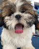 Photo №1. shih tzu - à vendre en ville de Varsovie | 440€ | Annonce №101127